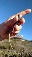 Sceloporus occidentalis longipes Baird 1858 resmi