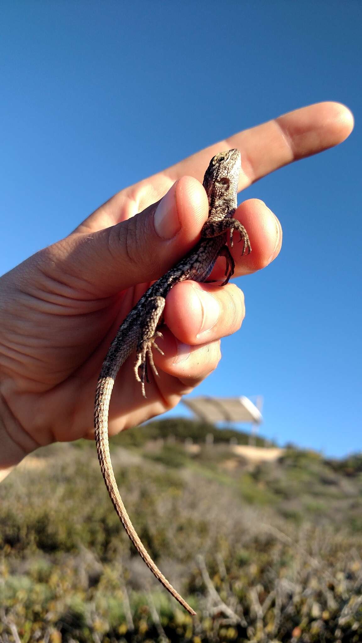 Sceloporus occidentalis longipes Baird 1858 resmi