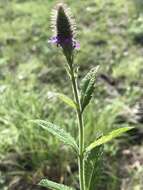 Image of New Mexico Vervain