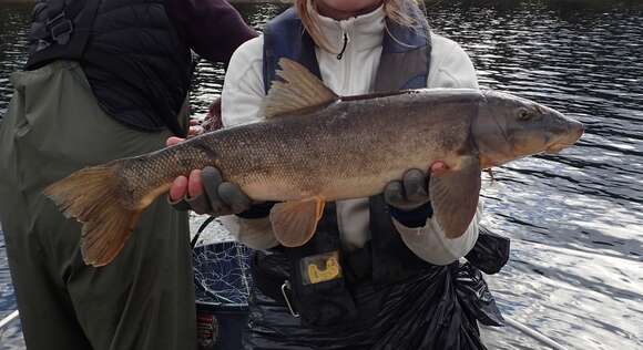 Image of Jasper Longnose Sucker