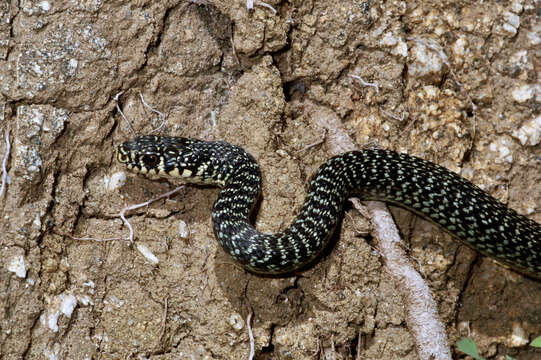 Image of Hierophis viridiflavus viridiflavus (Lacépède 1789)