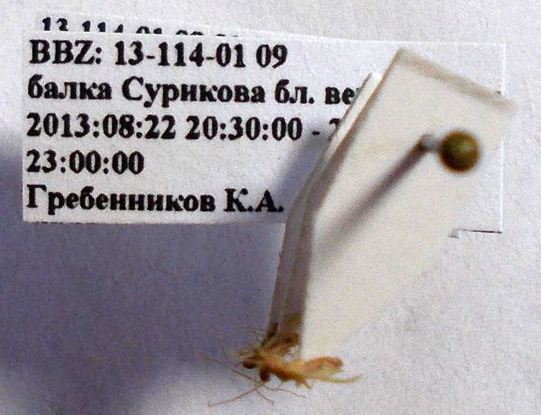 Слика од Hallodapus concolor (Reuter 1890)