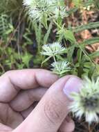 Image of Appalachian Mountain-Mint