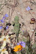 Image of Common Spiny Agama