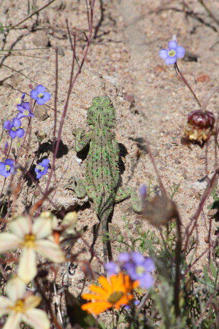 Image of Common Spiny Agama