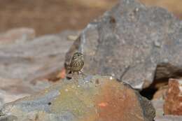 Image of Chestnut-breasted Bunting