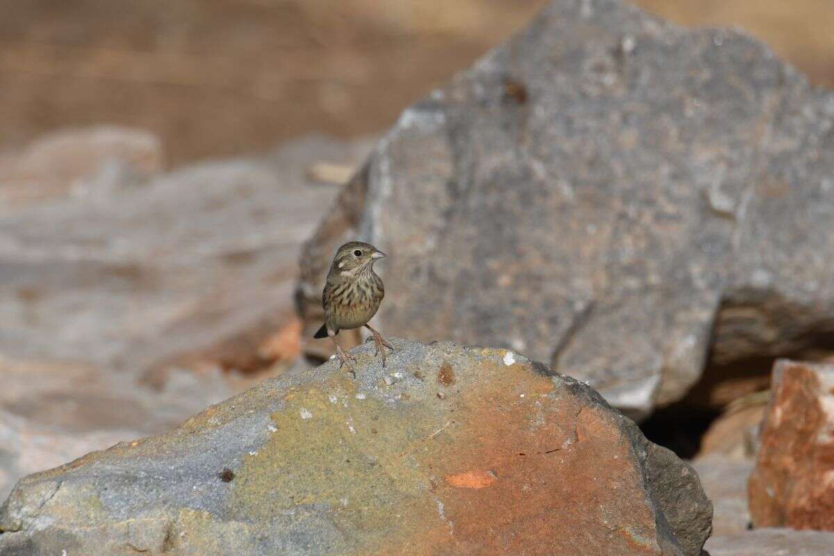 Image of Chestnut-breasted Bunting