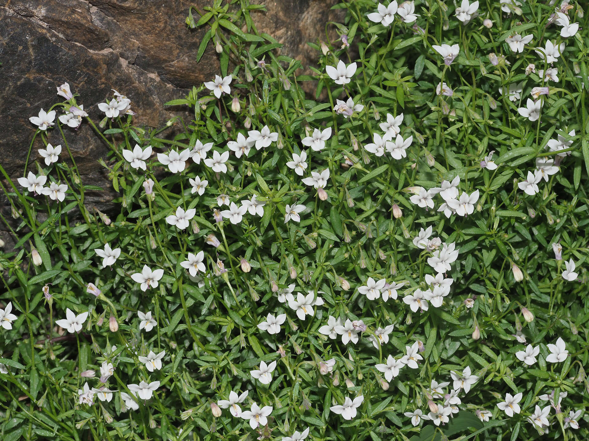 Image of Monopsis alba Phillipson