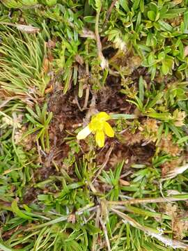 Image of Ranunculus gracilipes Hook. fil.