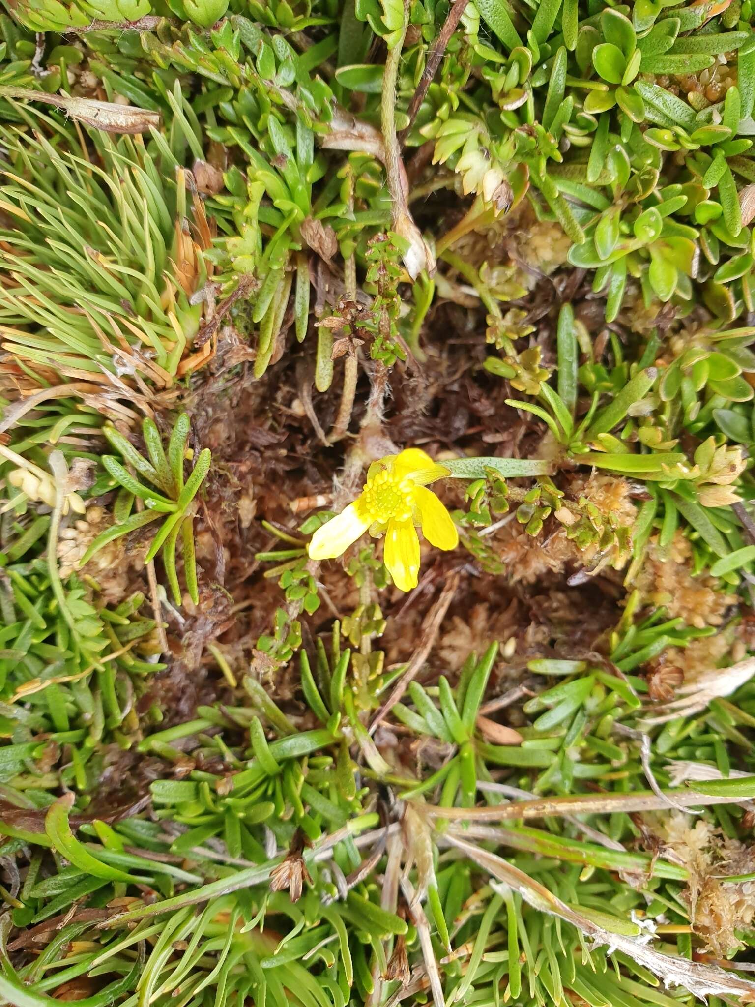 Image of Ranunculus gracilipes Hook. fil.