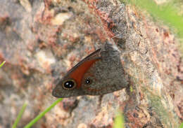 Image of <i>Stygionympha <i>wichgrafi</i></i> wichgrafi