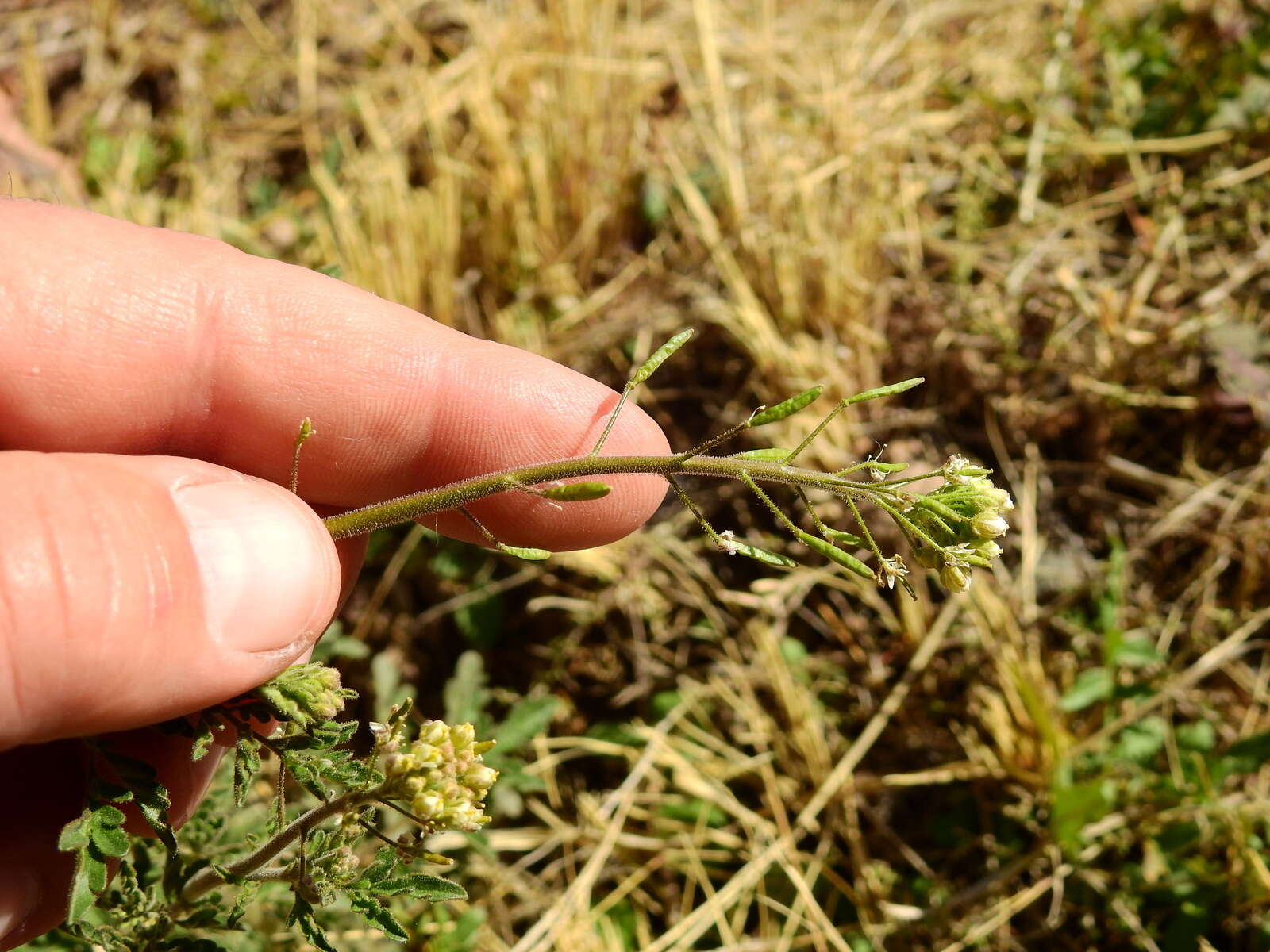 Image of Descurainia erodiifolia (Phil.) Prantl ex Reiche