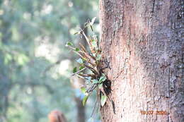 صورة Dendrobium aemulum R. Br.