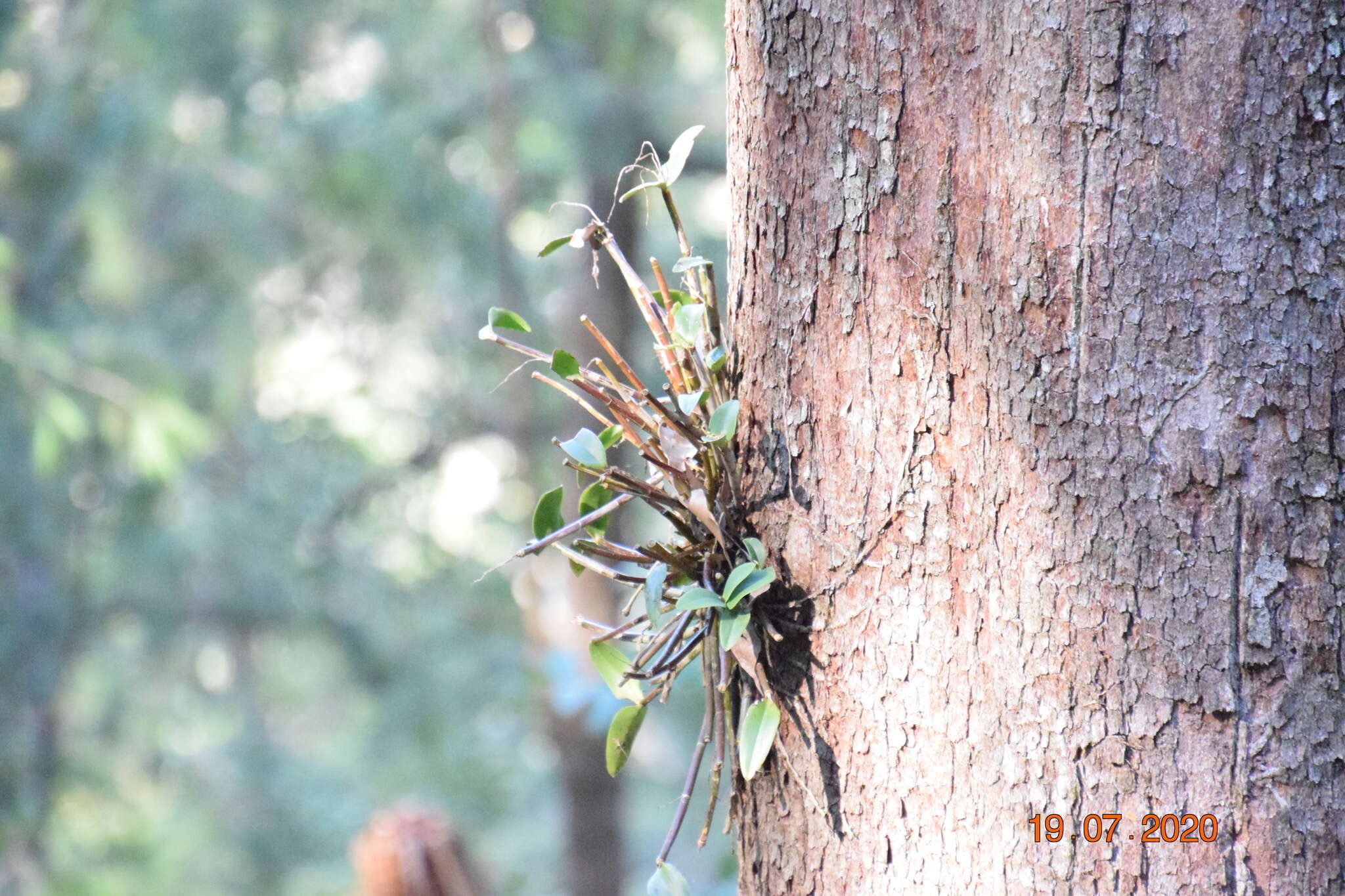 Imagem de Dendrobium aemulum R. Br.