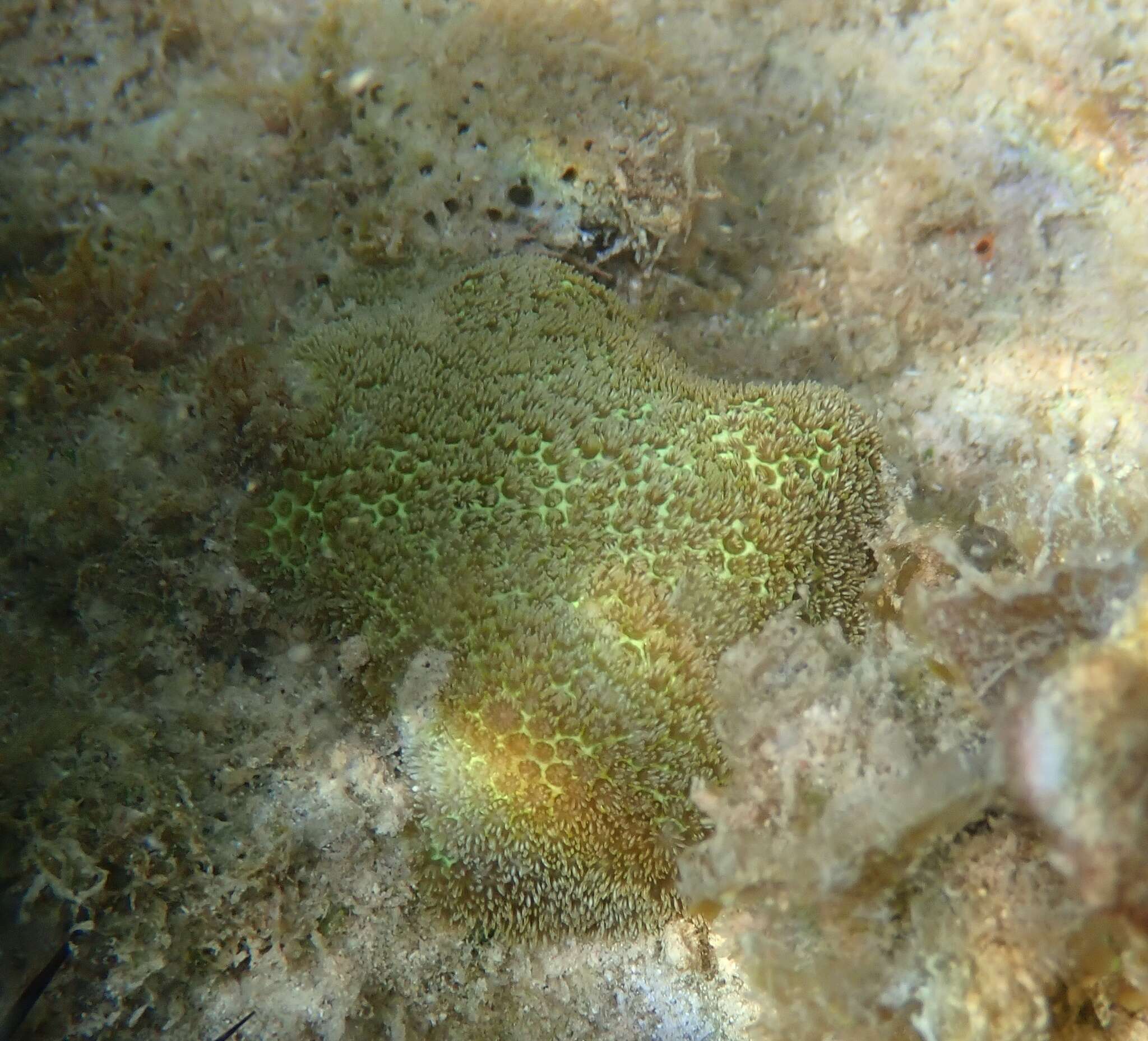 Image of Blue Crust Coral