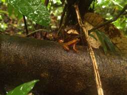 Image of Cayenne Stubfoot Toad