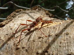 Image of Neoclytus cacicus (Chevrolat 1860)