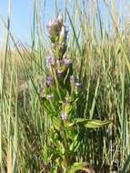 Image of autumn dwarf gentian