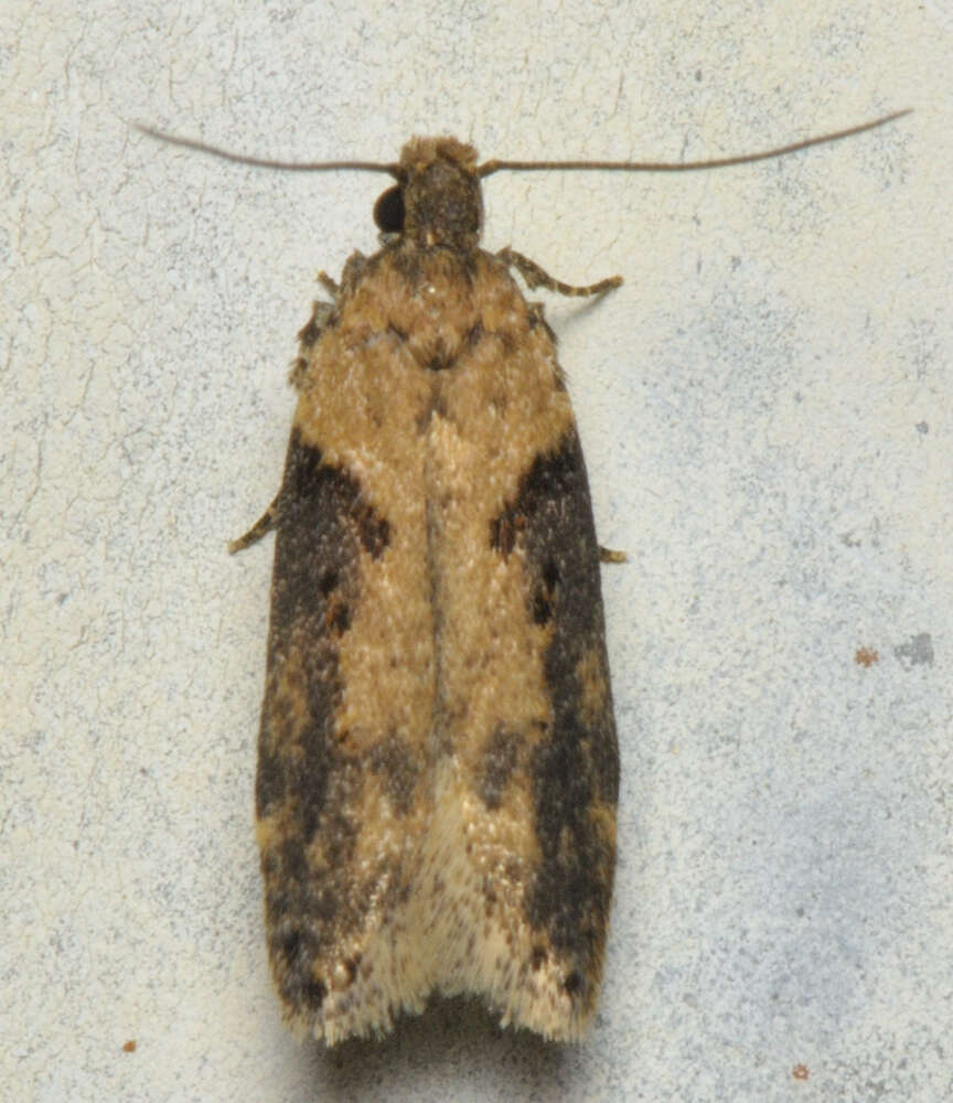 Image of Black-smudged Chionodes