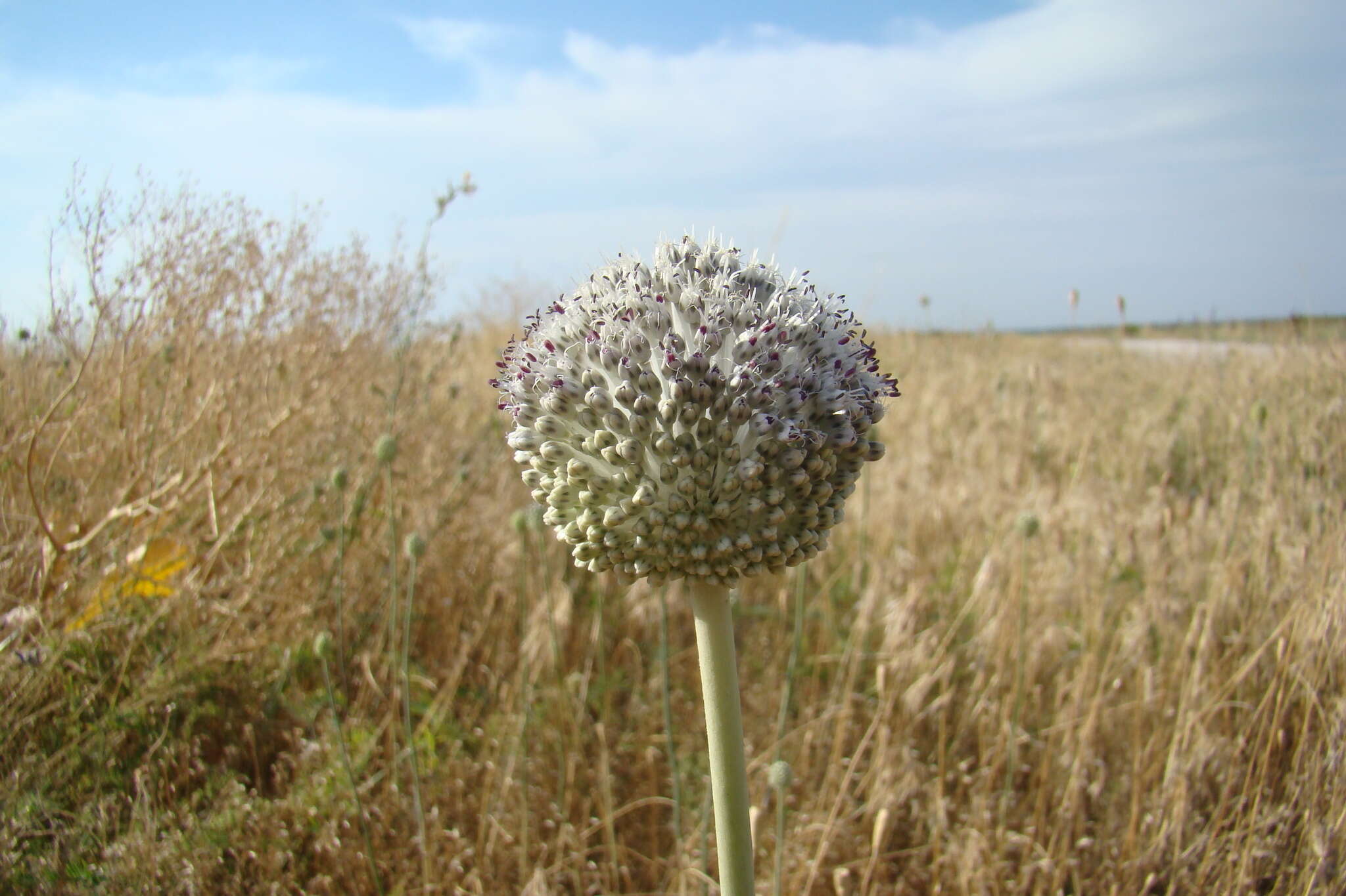 Image of Allium guttatum subsp. guttatum