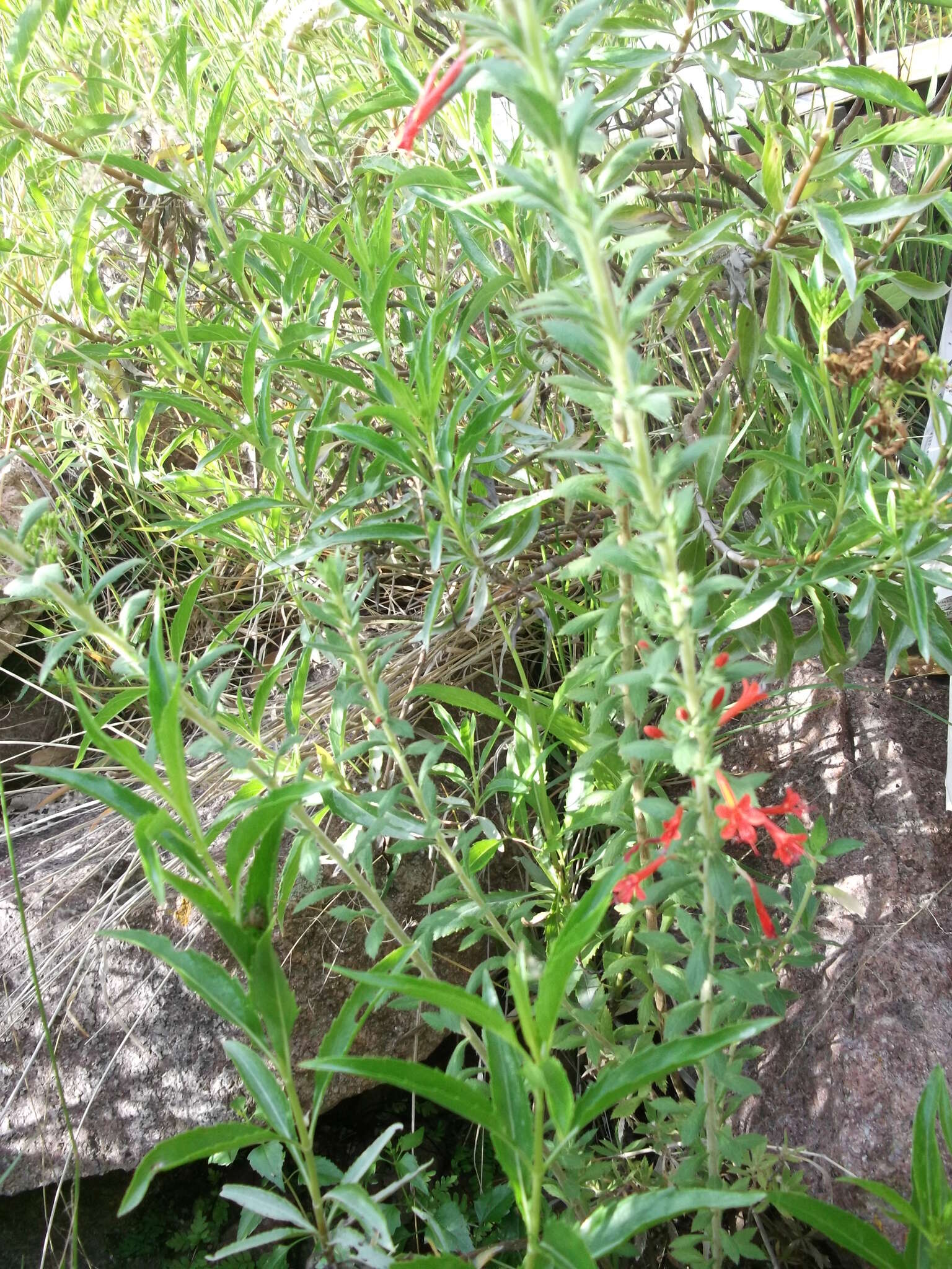 Image of Loeselia mexicana (Lam.) Brand