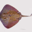 Image of Greenback stingaree