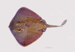 Image of Greenback stingaree