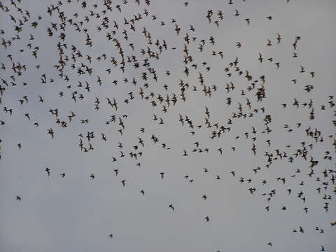 Image of Tadarine Free-tailed Bats