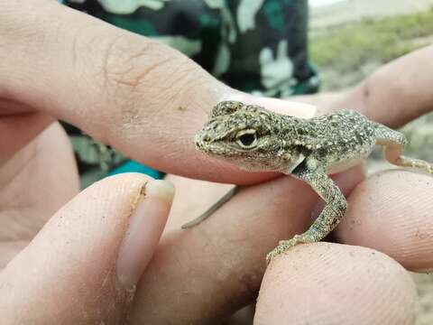 Image of Tschudi's Pacific Iguana