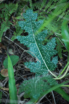 Image of Cnidoscolus albomaculatus (Pax) I. M. Johnst.