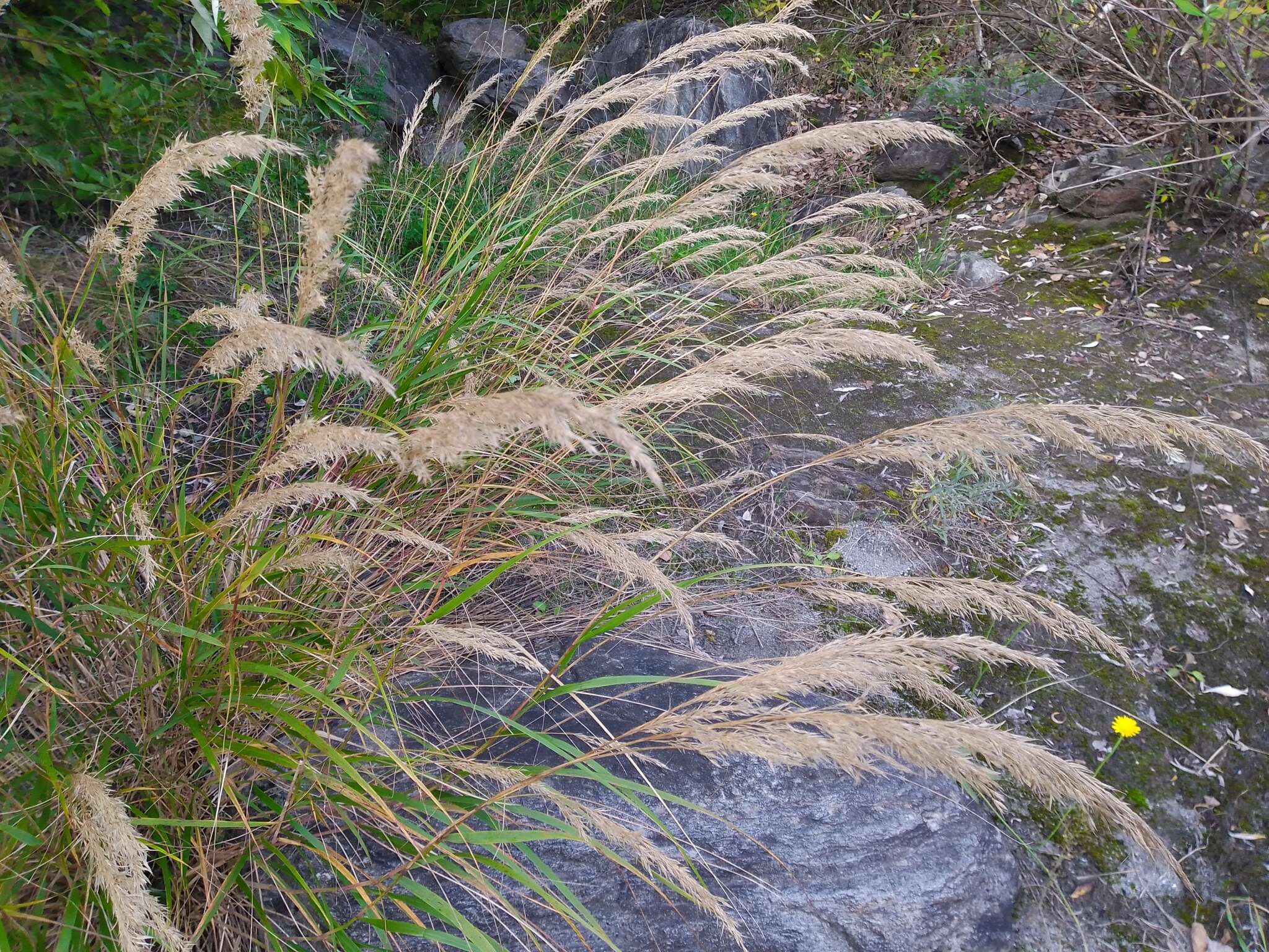 Plancia ëd Achnatherum calamagrostis (L.) P. Beauv.