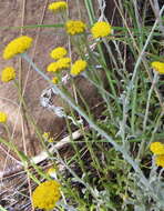 Image of Helichrysum anomalum Less.