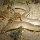 Image of Ghost moray eel
