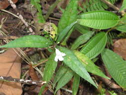 صورة Ruellia terminalis (Nees) D. C. Wassh.