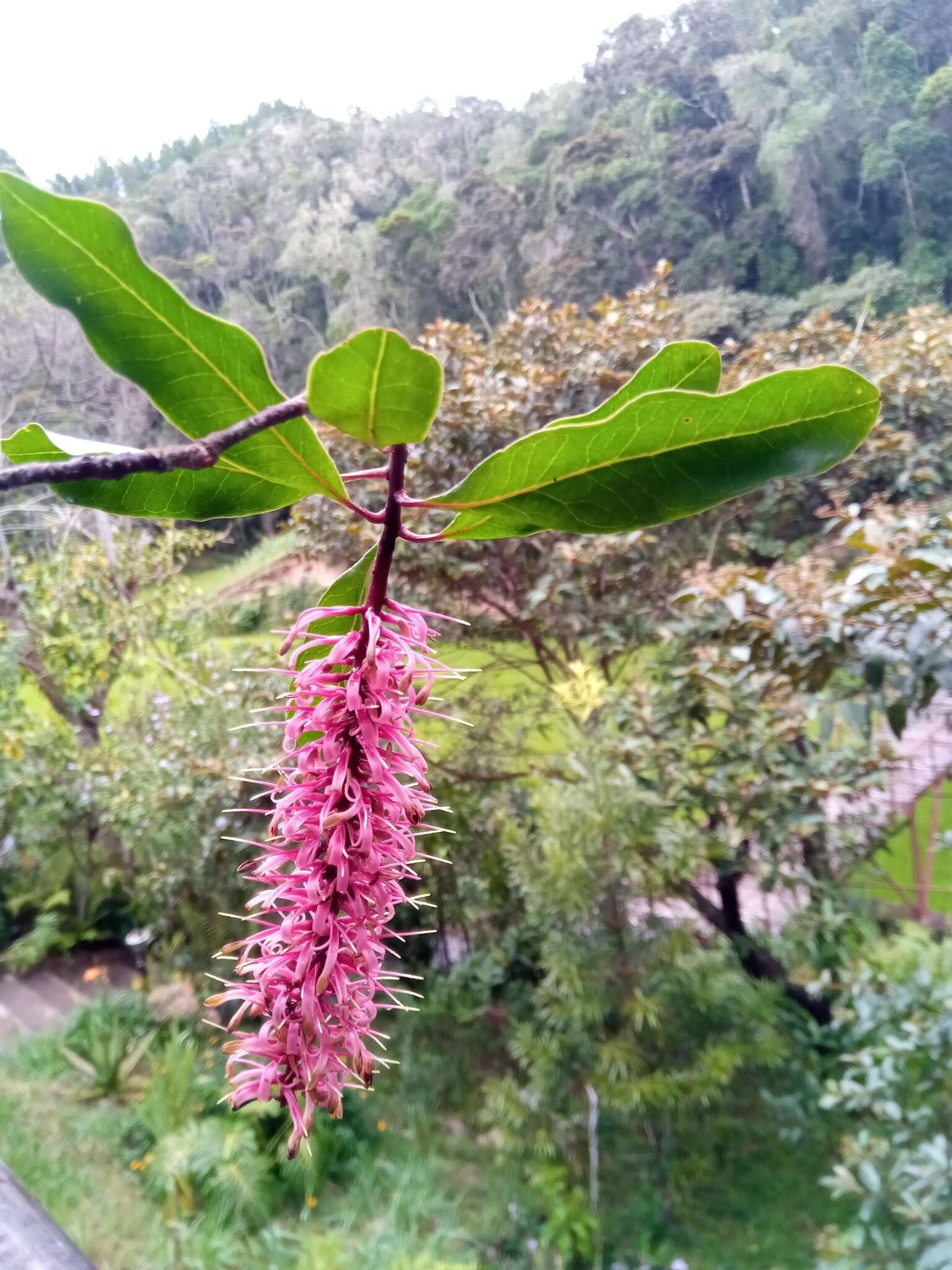 Imagem de Faurea forficuliflora Baker