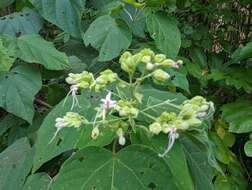 Imagem de Clerodendrum villosum Blume