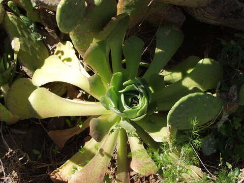 Image of Aeonium canariense subsp. christii (Burchard) Bañares