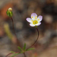 Image of northern linanthus