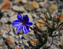 Image of Aristea africana (L.) Hoffmanns.