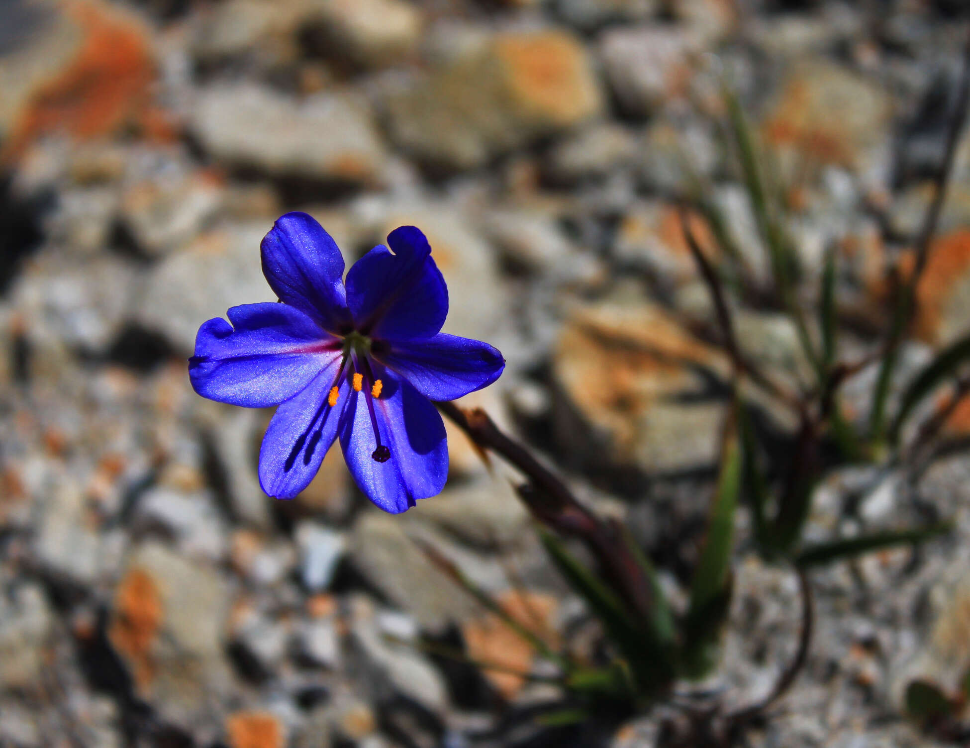 Image of Aristea africana (L.) Hoffmanns.