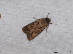 Image of Agrotis munda Walker 1856