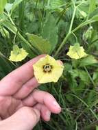 Imagem de Physalis heterophylla Nees