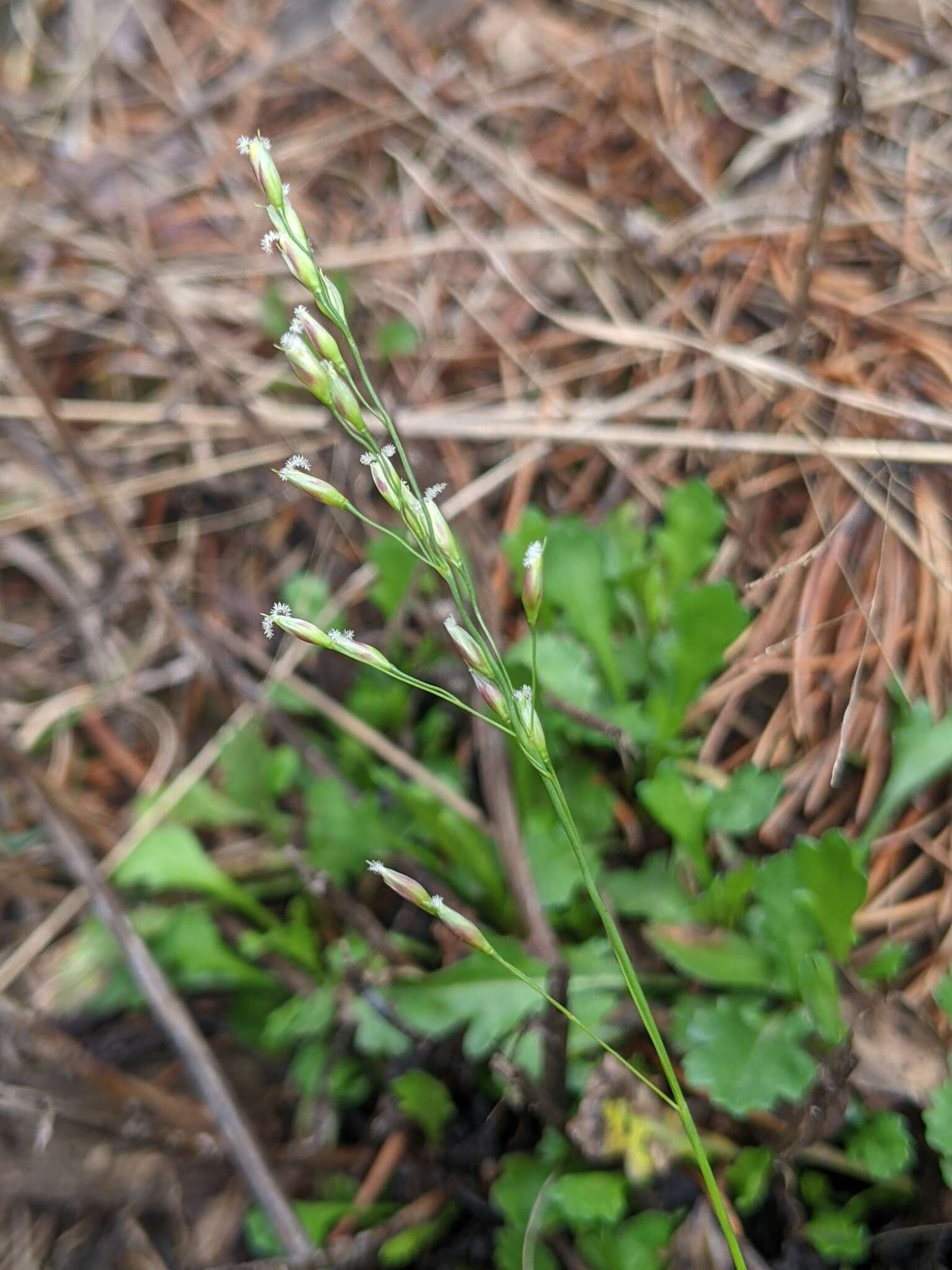 Image of mountain ricegrass