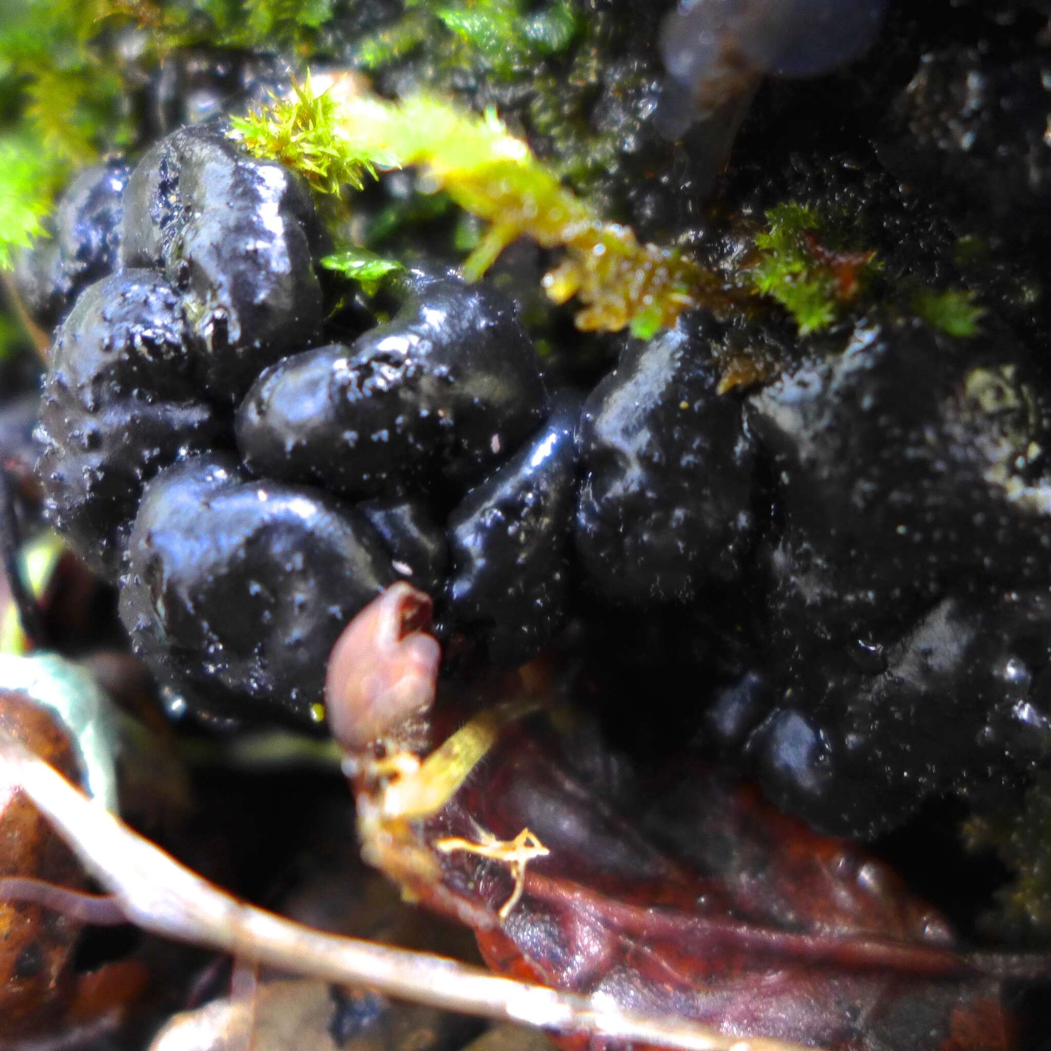 Image of Black Witches' Butter