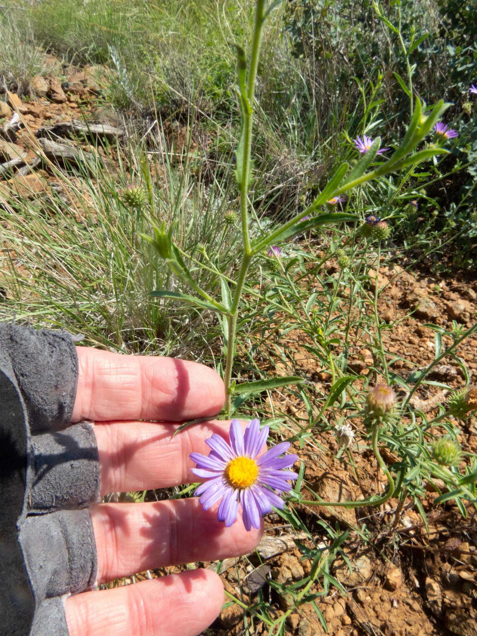 Imagem de Dieteria asteroides var. glandulosa (B. L. Turner) D. R. Morgan & R. L. Hartman