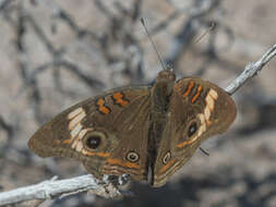 Image of Pacific Mangrove Buckeye