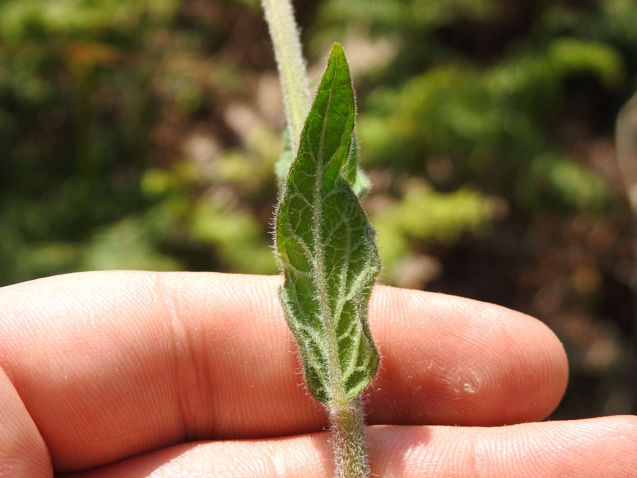 Image of Hilliardiella sutherlandii (Harv.) H. Rob.