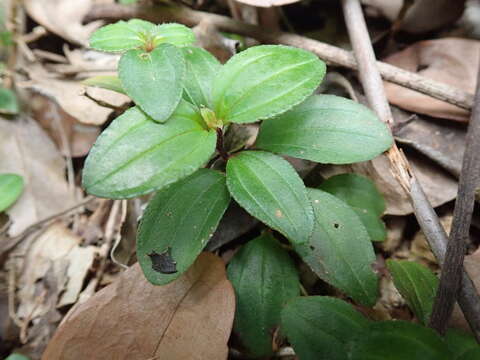 Image of Melastoma dodecandrum Lour.