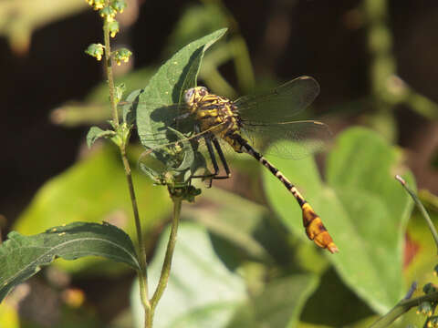 Image of Dromogomphus spoliatus (Hagen ex Selys 1858)