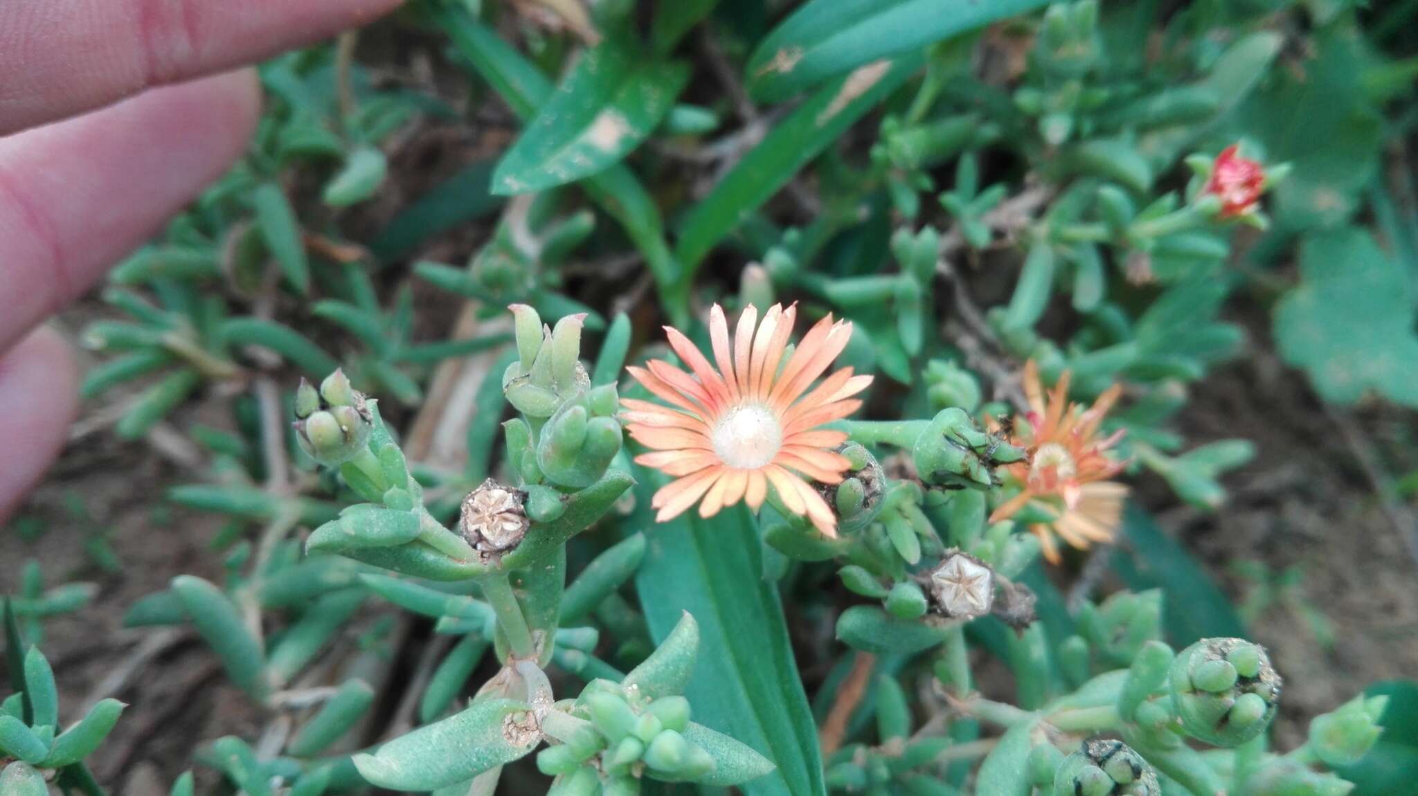 Imagem de Delosperma testaceum (Haw.) Schwant.